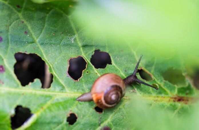 Tips for a Pest-Free garden